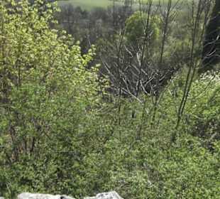 Ruine Maisenburg