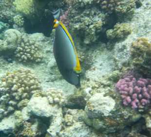 Unterwasserwelt am Hausriff