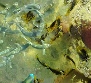 Fische an den Beinen