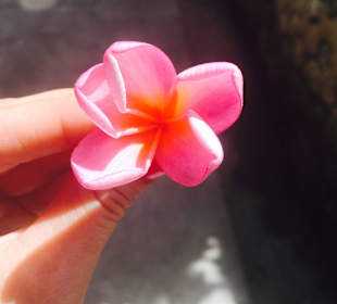 Frangipani 