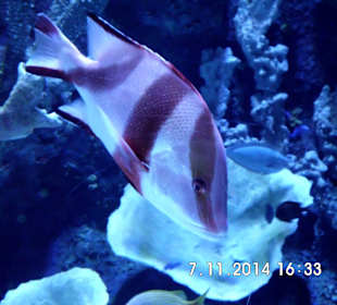 Antalya Aquarium 