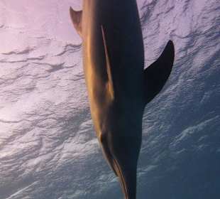 Delfinausflüge am Roten Meer in Hurghada
