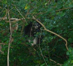 Neugieriges Äffchen