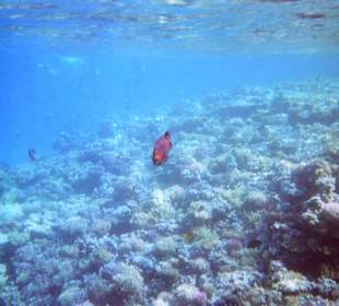 Einmalige Korallenwelt am Strand