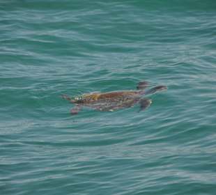 Caretta-Schildkröte
