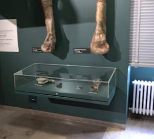 Staatliches Naturkunde Museum