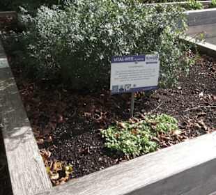 Kräutergarten
