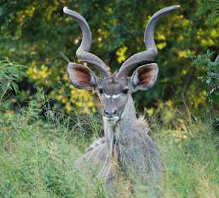 Kudu im River Lodge NP