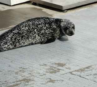 Faule Robbe hat sich gesonnt