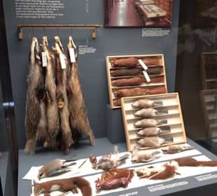 Museum der Naturkunde