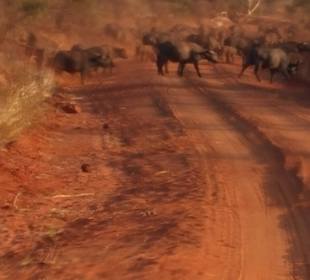 Es wird auf einmal dunkel, hunderte Wasserbüffel 