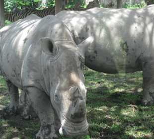 Safaripark
