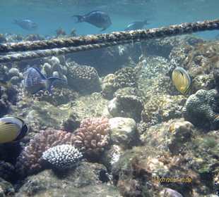 Unterwasser am Riff