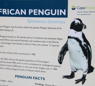 African Penguin