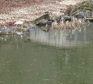 Wildpark Eichert
