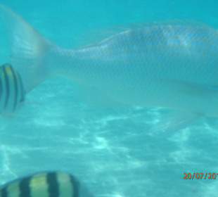 Großer Fisch an Hotelstrand