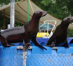 Elefantenhof Platschow 