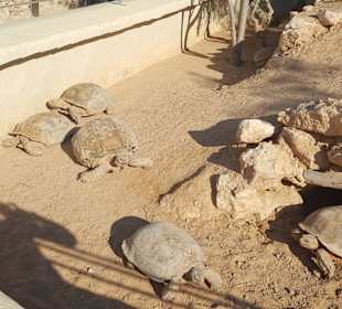 Krokodilfarm Animalia