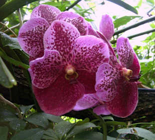 Orchideen im botanischen Garten