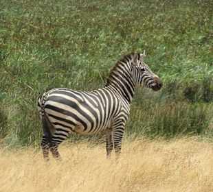Zebra Ngorongoro NP