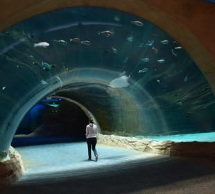 Tunnel mit Aquarium