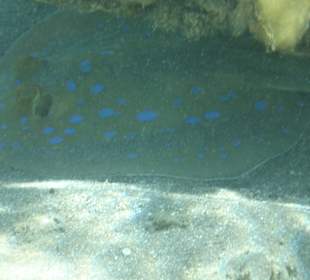 Schnorcheln Sahl Hasheesh