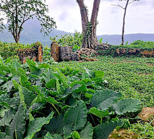 Parque Natural Obô do Príncipe