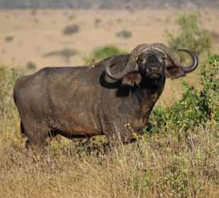 Büffelsarova Saltlo