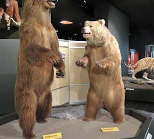 Rundgang durch das Zoologische Museum