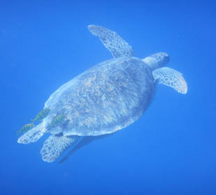 Schnorcheln Hurghada