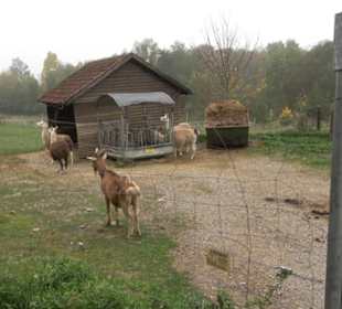 Erlebnisbauernhof und Wildgehege