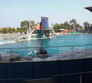Marineland Orcashow