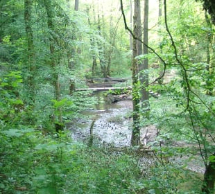 Traumschleife Ehrbachklamm 2022 – durch die Klamm