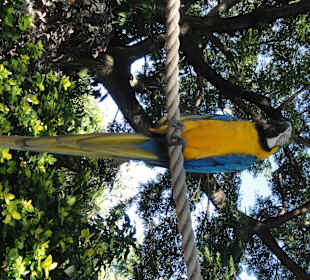 Papageien-Station im Botanischen Garten Deshaies