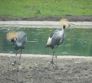 Serengeti Park Hodenhagen