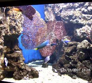 Fische im Zoo Budapest