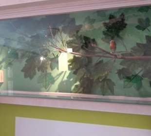 Museum Natur und Mensch