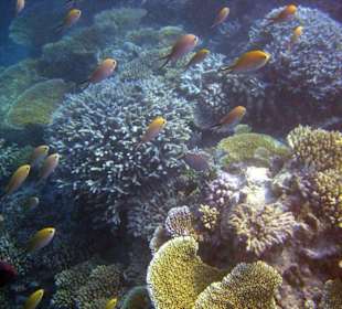 Am Hausriff Athuruga