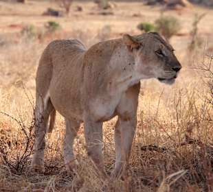 Tsavo Ost Nationalpark
