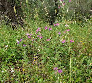 Wilde Blumen am Rande des Strandes
