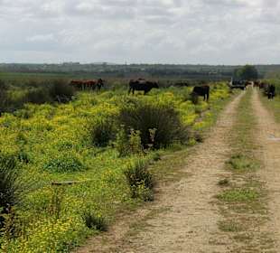 Naturpark S'Albufera