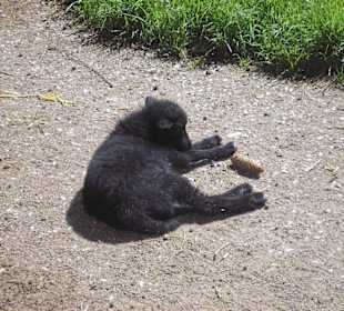 Lämmchen im Märchenwald