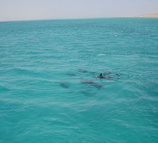 Delphine vor Gitftun