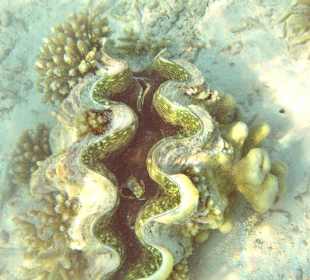 Riesige Mördermuschel