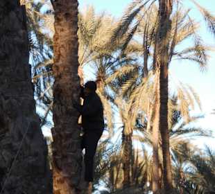 Palmenoase und Kutschfahrt