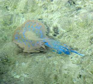 Blaupunkt Rochen am Hotelstrand