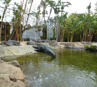 Krokodile faul und satt in der Sonne