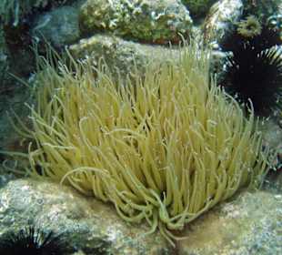 Anemone mit kleinen Fischen