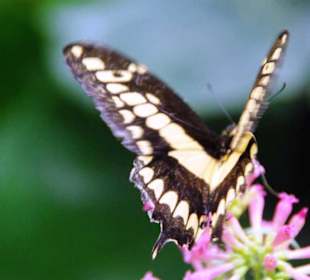 Schmetterlingshaus eine Pracht