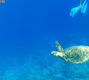 Susi in Ägypten - Ausflüge